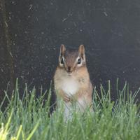 081625-chipmunks-027