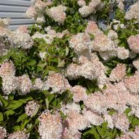 083125-flowers-008