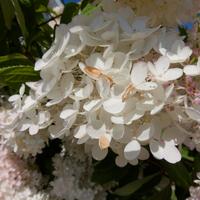 083125-flowers-012