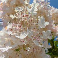083125-flowers-036