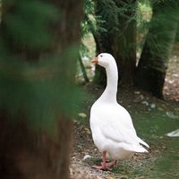 090307-SLR-centennialpark-054