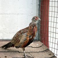 090307-SLR-centennialpark-065