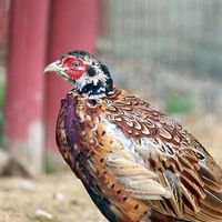 090307-SLR-centennialpark-069