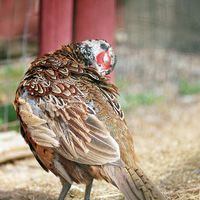 090307-SLR-centennialpark-070