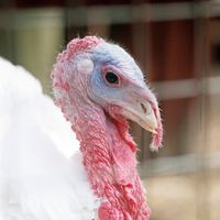 090307-SLR-centennialpark-071