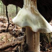 090514-centennialpark-045
