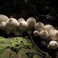 090514-centennialpark-048