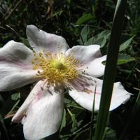 090514-centennialpark-056