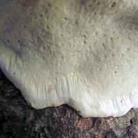 090514-centennialpark-075