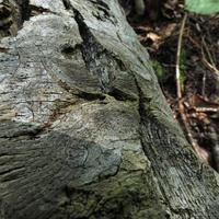 090514-centennialpark-121