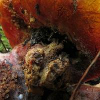 090518-centennialpark-096