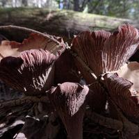 090522-CentennialPark-006