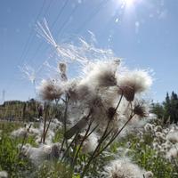 090522-CentennialPark-015