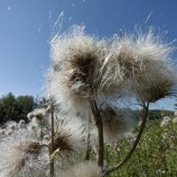 090522-CentennialPark-020