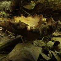 090522-CentennialPark-036