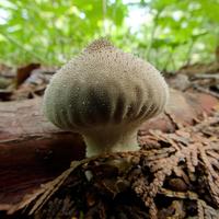 090526-CentennialPark-023