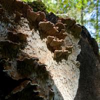 090526-CentennialPark-051