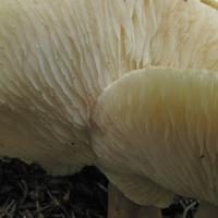 091810-centennialpark-115