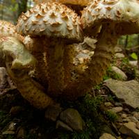 092126-LakeAgnes-066