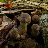 092126-LakeAgnes-075