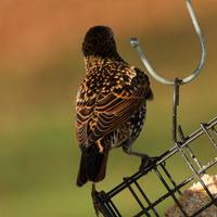 100223-starlings-chipmunks-003