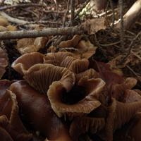 100421-CentennialPark-018