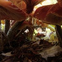 100421-CentennialPark-031