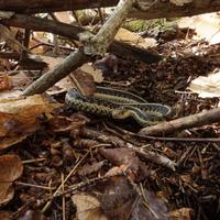 100421-CentennialPark-033