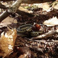 100421-CentennialPark-039