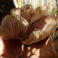 100421-CentennialPark-051