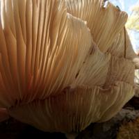 100421-CentennialPark-055