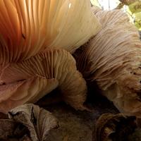 100421-CentennialPark-057