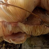 100421-CentennialPark-059