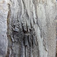 100421-CentennialPark-062
