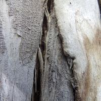 100421-CentennialPark-063