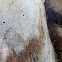 100421-CentennialPark-069