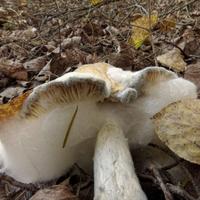 100421-CentennialPark-101