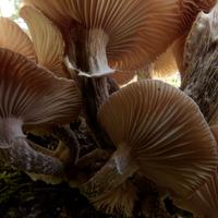 100421-CentennialPark-114