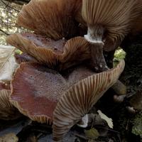 100421-CentennialPark-119