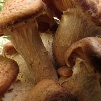 100514-LakeAgnes-077