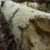 100525-CentennialPark-017