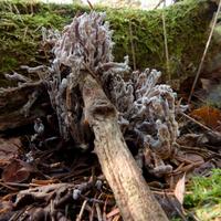 100525-CentennialPark-124