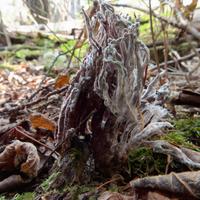 100525-CentennialPark-128