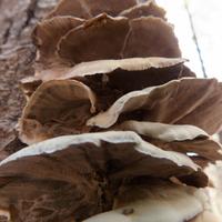 100525-CentennialPark-132