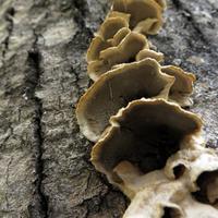1006-100917-NorthShoreHiking-221
