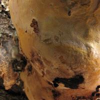 1007-101011-NorthShoreHiking-193