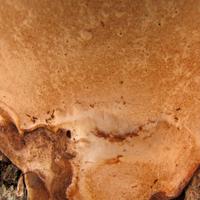 1007-101011-NorthShoreHiking-228