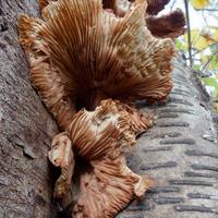 100723-LeveauxMountain-031