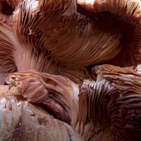 100723-LeveauxMountain-037