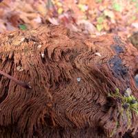 100723-LeveauxMountain-061